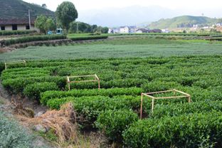 遂昌携手杭州三得农业科技 共同打造生态农产品第一县