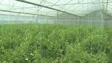 绿色防控助力农业发展提质增效,梅县区积极促进农业可持续发展